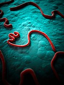 Ebola virus,illustration