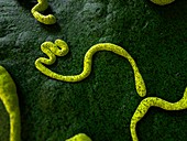 Ebola virus,illustration