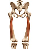 Human thigh muscle,illustration