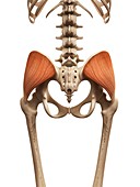 Human muscles,illustration