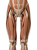 Leg muscles,illustration