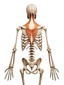 Human back muscles,illustration