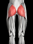 Human buttock muscles,illustration