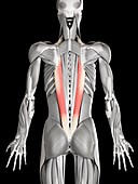 Human beck muscles,illustration