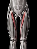Leg muscles,illustration