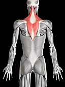Human back and neck muscles,illustration