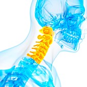 Cervical spine,illustration