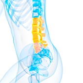 Lumbar spine,illustration