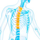 Thoracic spine,illustration