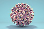 Hepatitis B virus,computer model