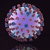 Swine flu virus H1N1,illustration