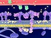 Insulin binding to insulin receptor