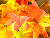Autumn Leaves,illustration