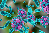 Bacteria and hepatitis A virus