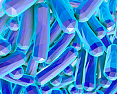 Rod-shaped bacteria,illustration