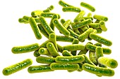 Rod-shaped bacteria,illustration