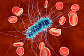 Escherichia coli bacteria,illustration