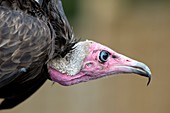 Hooded vulture portrait