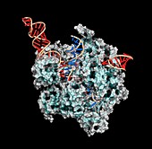 CRISPR-CAS9 gene editing complex