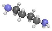 Putrescine foul smelling molecule