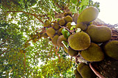 Jackfruit tree with fruit growing