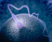 Human sperm and egg