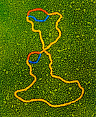 Coloured TEM of DNA plasmid showing two genes
