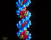 DNA (deoxyribonucleic acid) molecule