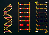 3 schematic illustrations of DNA structure