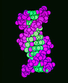 Computer representation of the DNA molecule