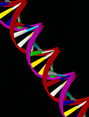 Computer representation of part of a DNA molecule