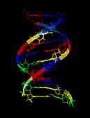 Computer graphic representation of DNA molecule