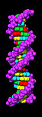 Computer representation of the beta DNA molecule