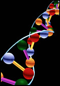 Computer representation of DNA