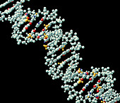 Computer molecular graphic of DNA