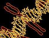 Computer artwork of DNA and human chromosomes