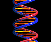 Computer artwork of part of a beta DNA molecule