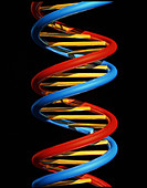Computer artwork of part of a beta DNA molecule