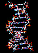 Computer graphic of a segment of beta DNA