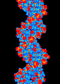 Computer artwork of a segment of beta DNA