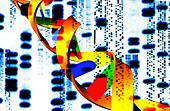 Computer artwork of DNA molecule and sequences