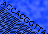 Genetic sequence