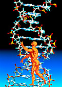 DNA and human body