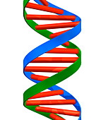 DNA helix