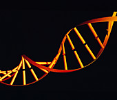 DNA molecule