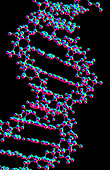 DNA helix atomic structure