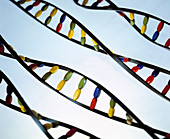DNA helices