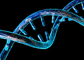 DNA helix