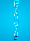 DNA helix