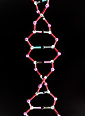 DNA model